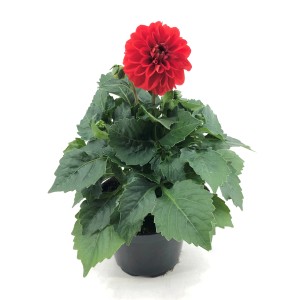 Rote GROW by OBI Dahlie im Topf, ca. 28 cm hoch. Dekorative Garten- und Balkonpflanze.