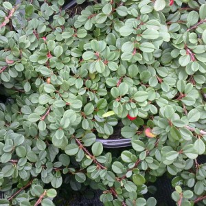 6 x Teppichmispel 'Streibs Findling' Cotoneaster Procumbens Topf 9cm Kompakt Wachsend