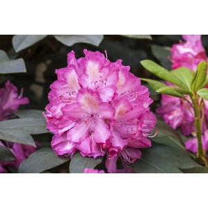 Leuchtend roter Rhododendron Hybr. Junifeuer Strauch, ca. 60-70 cm hoch.