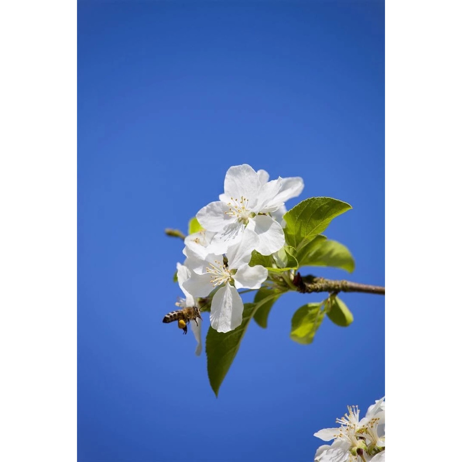 Malus Butterball Zierapfel Gelb 50 cm Stammhöhe günstig online kaufen