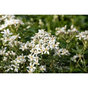 Nahaufnahme der weißen Blüten der Choisya Ternata White Dazzler Orangenblume.