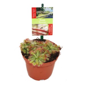 Exotenherz Sonnentau Drosera Alicae im 9cm Topf, eine fleischfressende Pflanze.