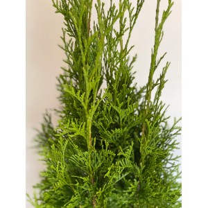 Detailaufnahme: Baumfink Thuja Smaragd im Topf, immergrüne Pflanze mit smaragdgrünen Nadeln.