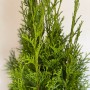 Detailaufnahme: Baumfink Thuja Smaragd im Topf, immergrüne Pflanze mit smaragdgrünen Nadeln.
