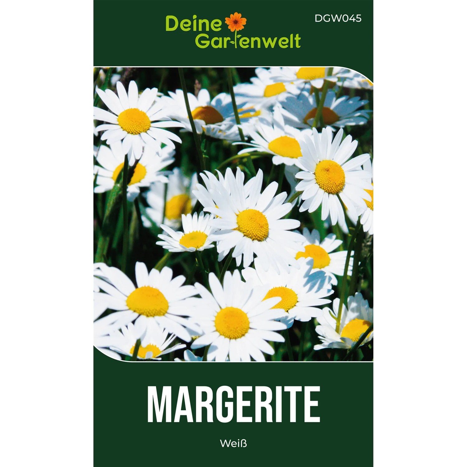 Deine Gartenwelt Margerite Weiß Samen