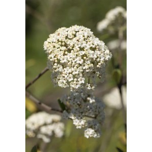 Nahaufnahme der weißen Blüten des Viburnum x pragense (Prager Schneeball) Heckenstrauchs.
