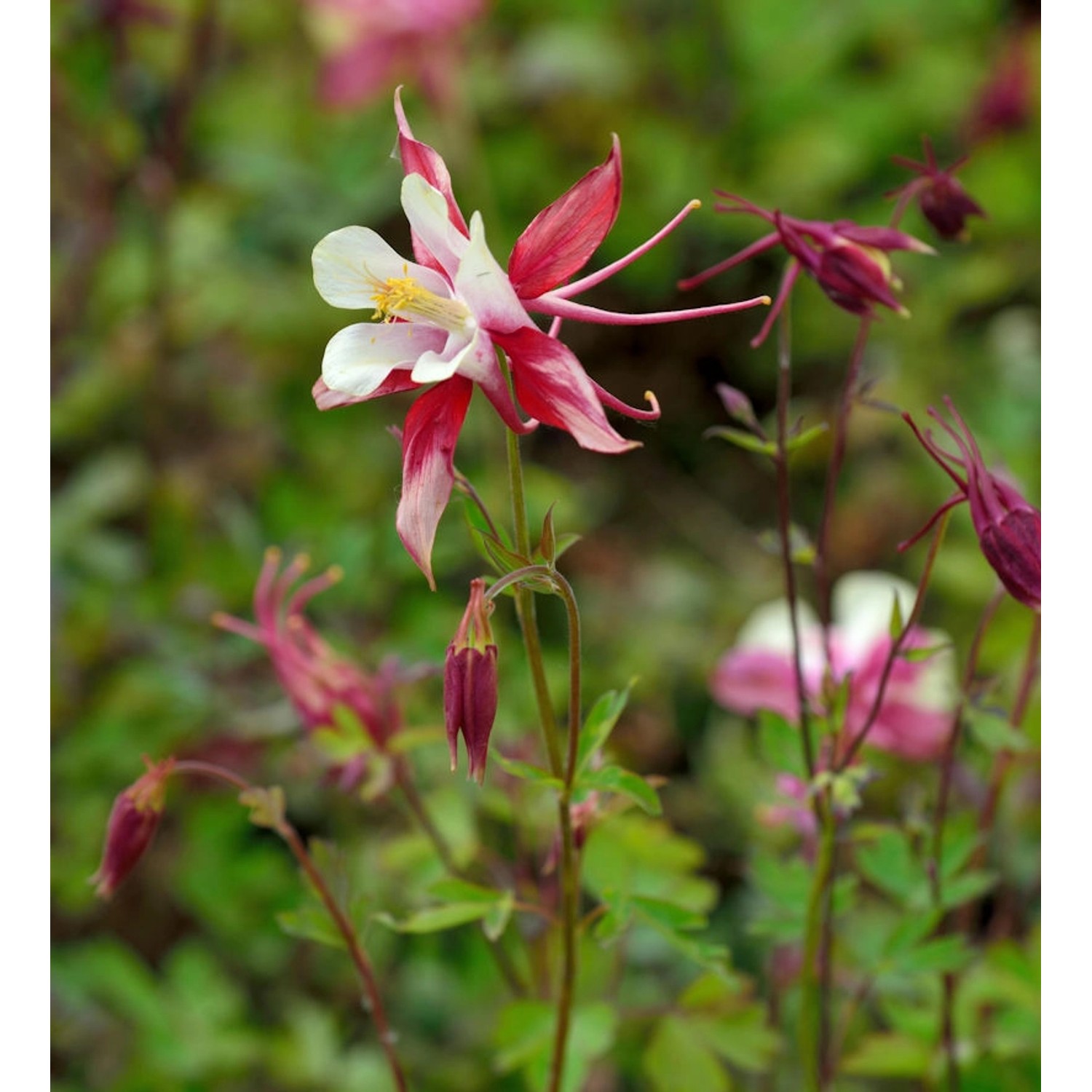 Zwergakelei Spring Magic Rose and Ivory - Aquilegia flabellata günstig online kaufen