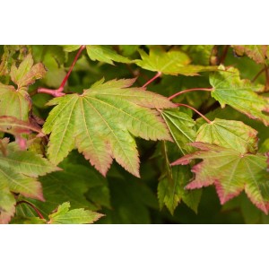 Nahaufnahme von grün-roten Blättern des Japanischen Ahorns (Acer Japonicum Vitifolium).