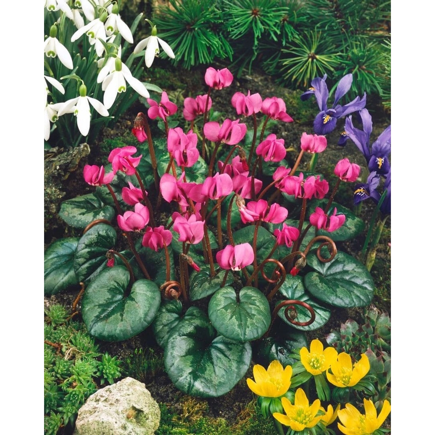 Cyclamen Coum Ssp.coum Vorfrühlings-Alpenveilchen Ca. 9x9 cm Topf günstig online kaufen