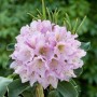 Nahaufnahme eines lila blühenden Rhododendron INKARHO® Dufthecke, Heckenpflanze.