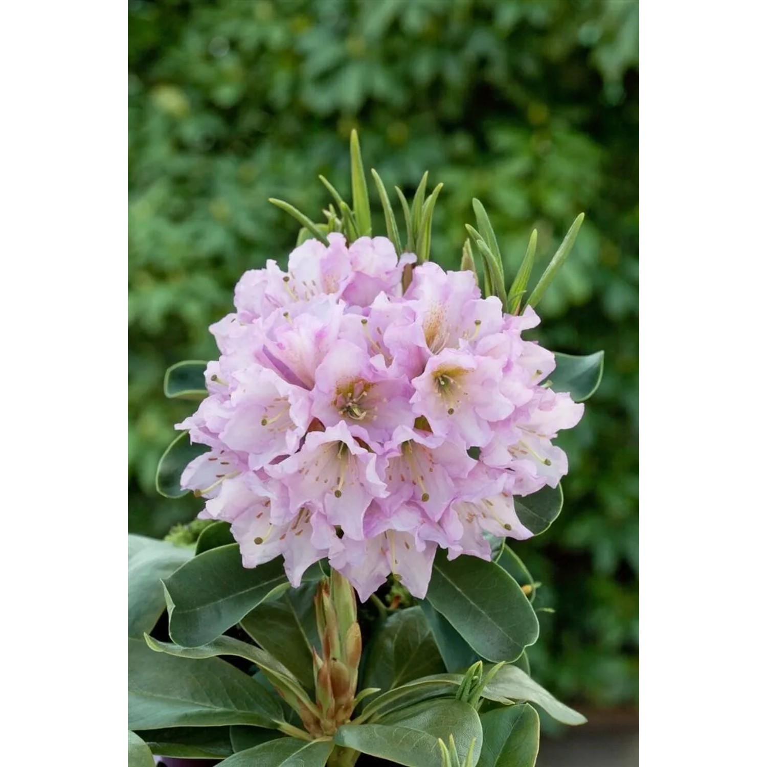 Nahaufnahme eines lila blühenden Rhododendron INKARHO® Dufthecke, Heckenpflanze.