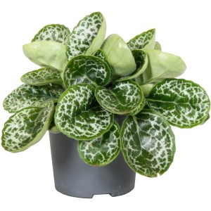 GROW by OBI Fangblatt "Pretty Turtle" Topf-Ø ca. 13 cm Streptocarpus