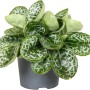 GROW by OBI Fangblatt "Pretty Turtle" Topf-Ø ca. 13 cm Streptocarpus