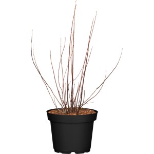 Gartenjasmin Snowbelle im Topf, ca. 30-40 cm hoch, ohne Blätter.