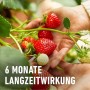 Hände halten reife Erdbeeren an einer Pflanze. Compo Beerendünger mit 6 Monaten Langzeitwirkung.