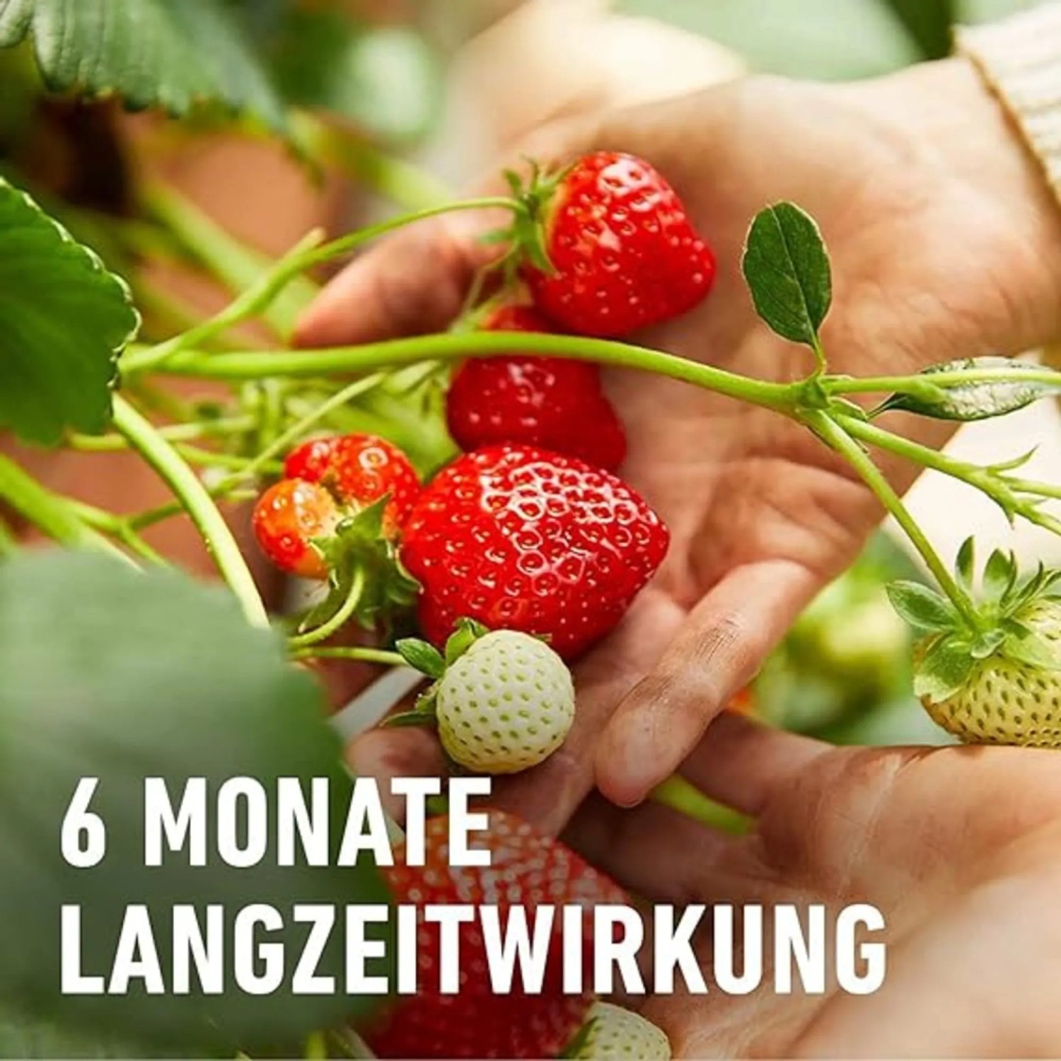 Hände halten reife Erdbeeren an einer Pflanze. Compo Beerendünger mit 6 Monaten Langzeitwirkung.