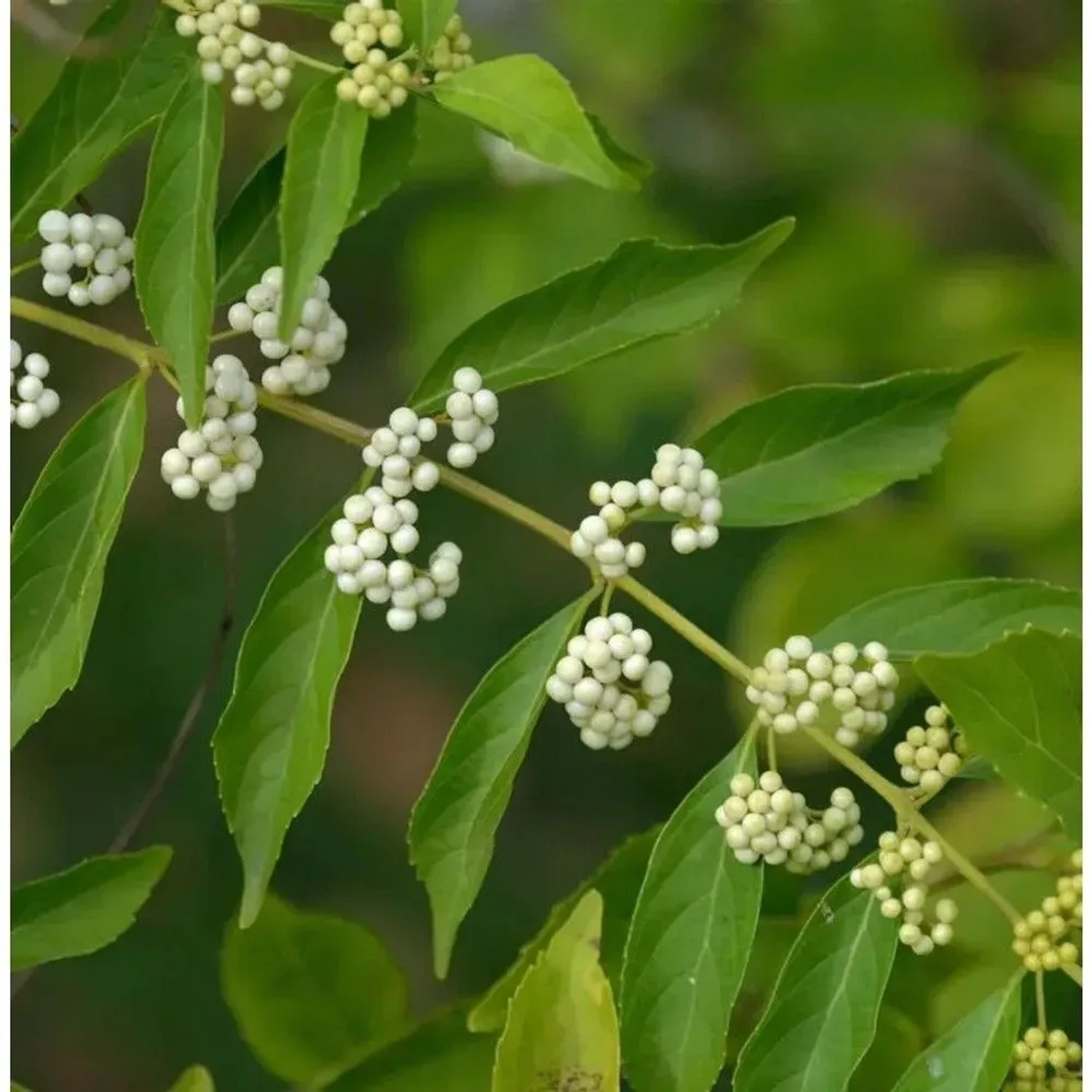 Liebesperlenstrauch Schönfrucht Magical Snowstar 60-80cm - Callicarpa bodinieri giraldii