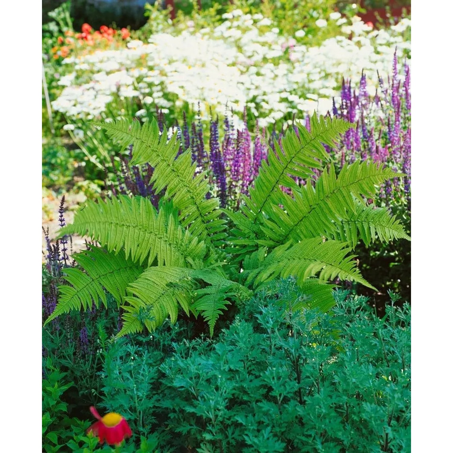 Foto des Dryopteris Atrata Farn im Garten, grüne Wedel, 2 Liter Container.