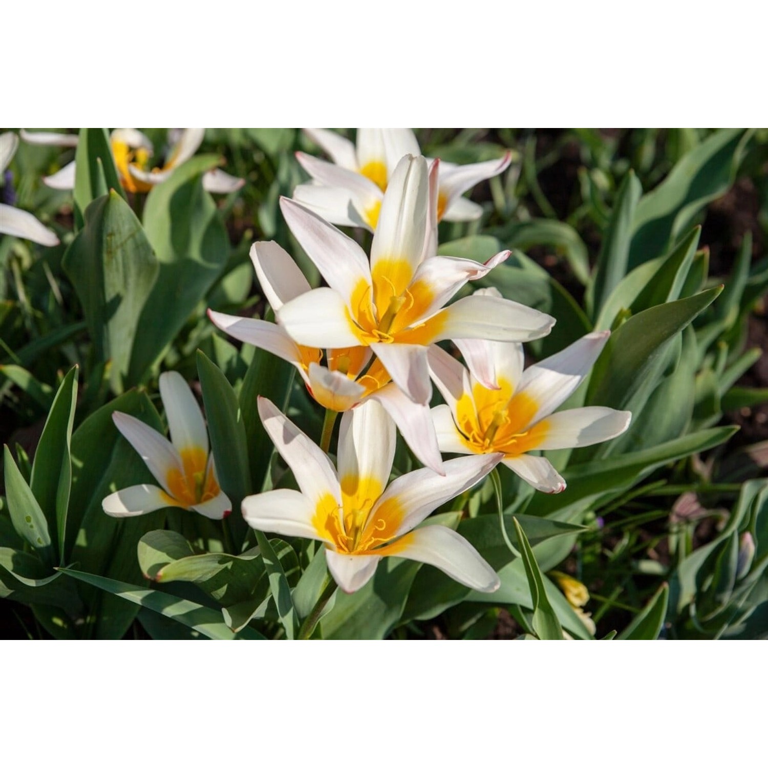 Tulipa Tarda Wildtulpe Ca. 9x9 cm Topf günstig online kaufen