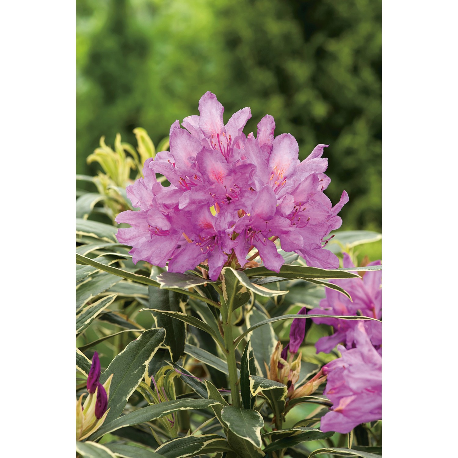 OBI Alpenrose Variegatum Violett Höhe ca. 20 - 30 cm Topf ca. 5 l Rhododendron