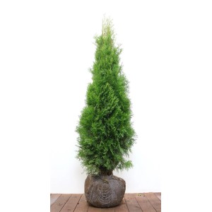 Thuja occidentalis 'Smaragd' m B 120- 140cm