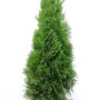 Thuja occidentalis 'Smaragd' m B 120- 140cm