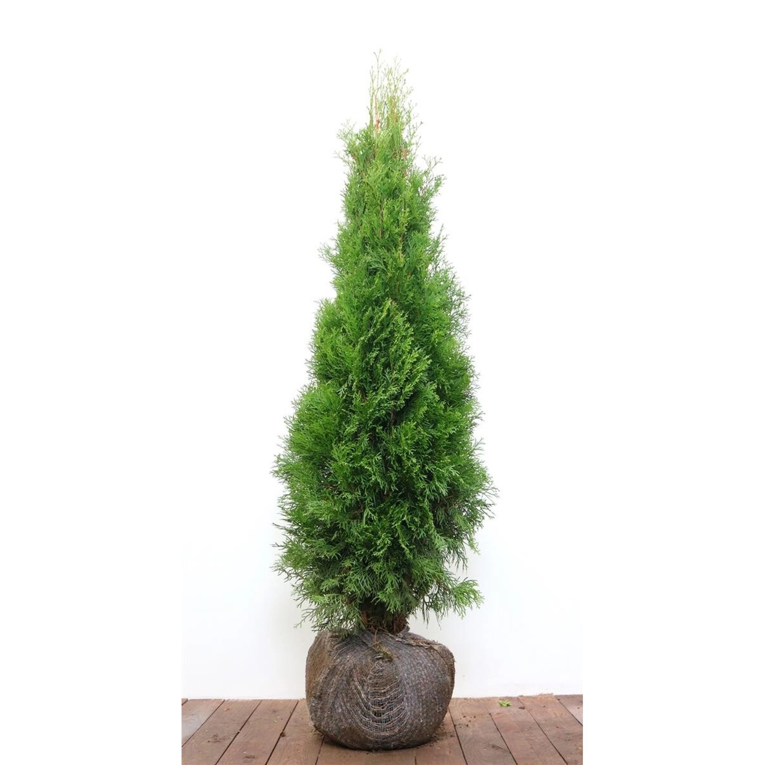 Thuja occidentalis 'Smaragd' m B 120- 140cm günstig online kaufen