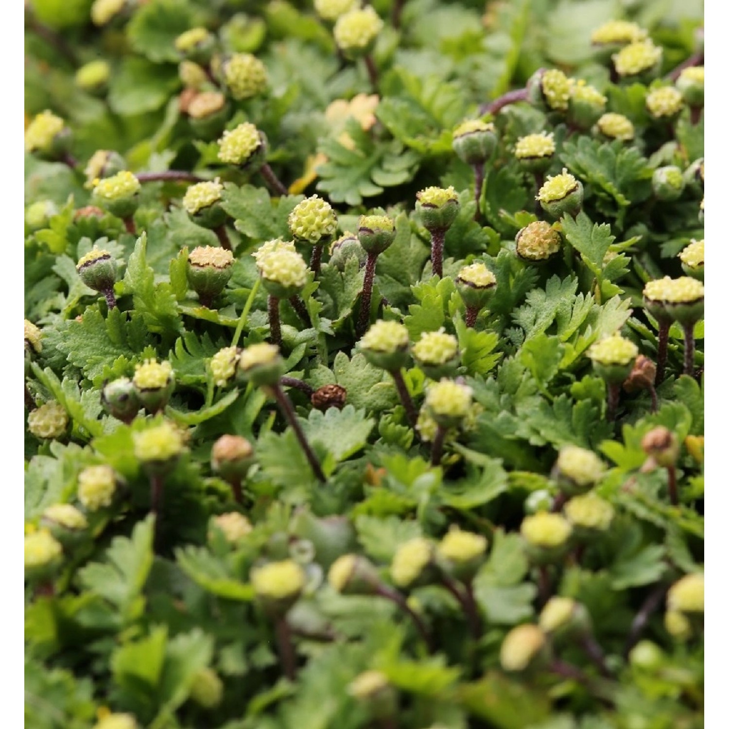 Fiederpolster Minima - Leptinella dioica günstig online kaufen