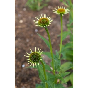 Echinacea 'Milkshake' im 11x11 cm Topf, cremeweiße Blüten. Scheinsonnenhut für Beet und Garten.