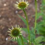 Echinacea 'Milkshake' im 11x11 cm Topf, cremeweiße Blüten. Scheinsonnenhut für Beet und Garten.