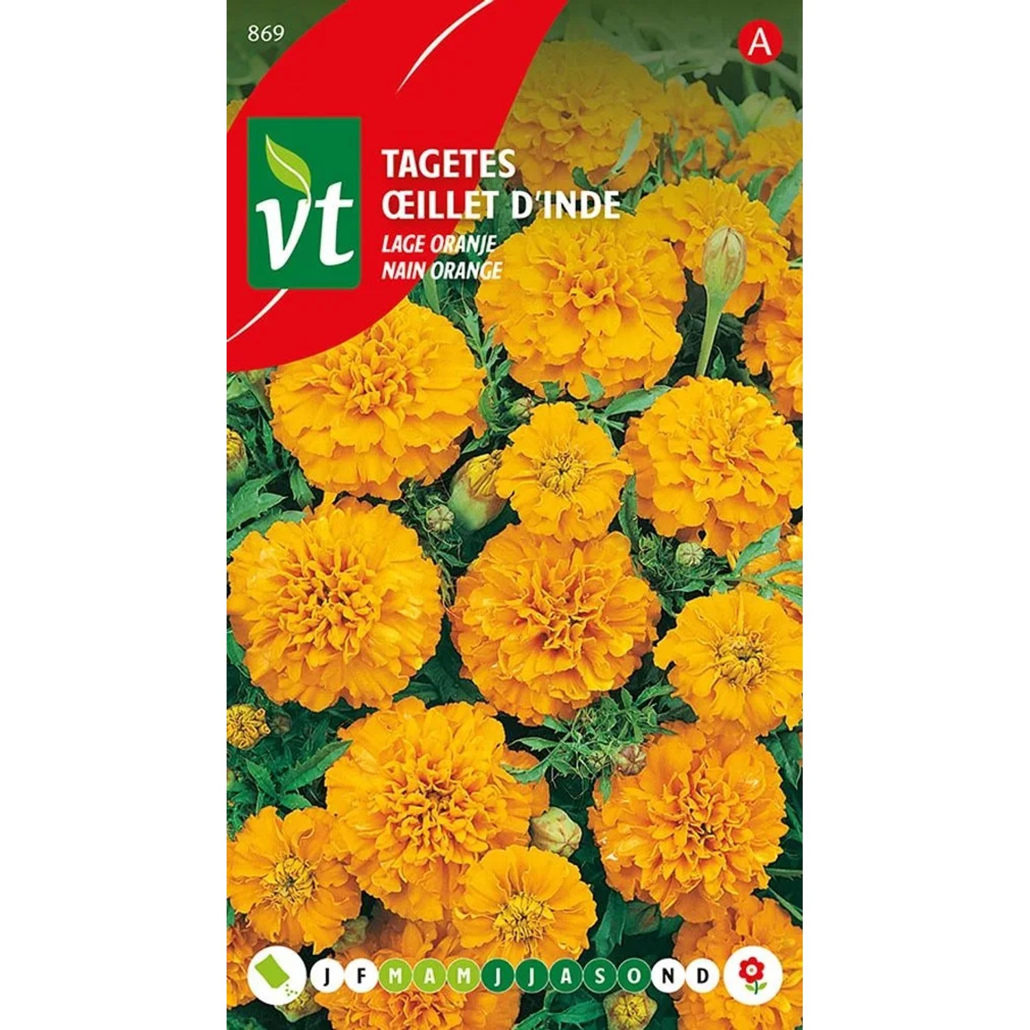 Tagetes Orange Samen Circa 1 g Leuchtend Orange Blüten