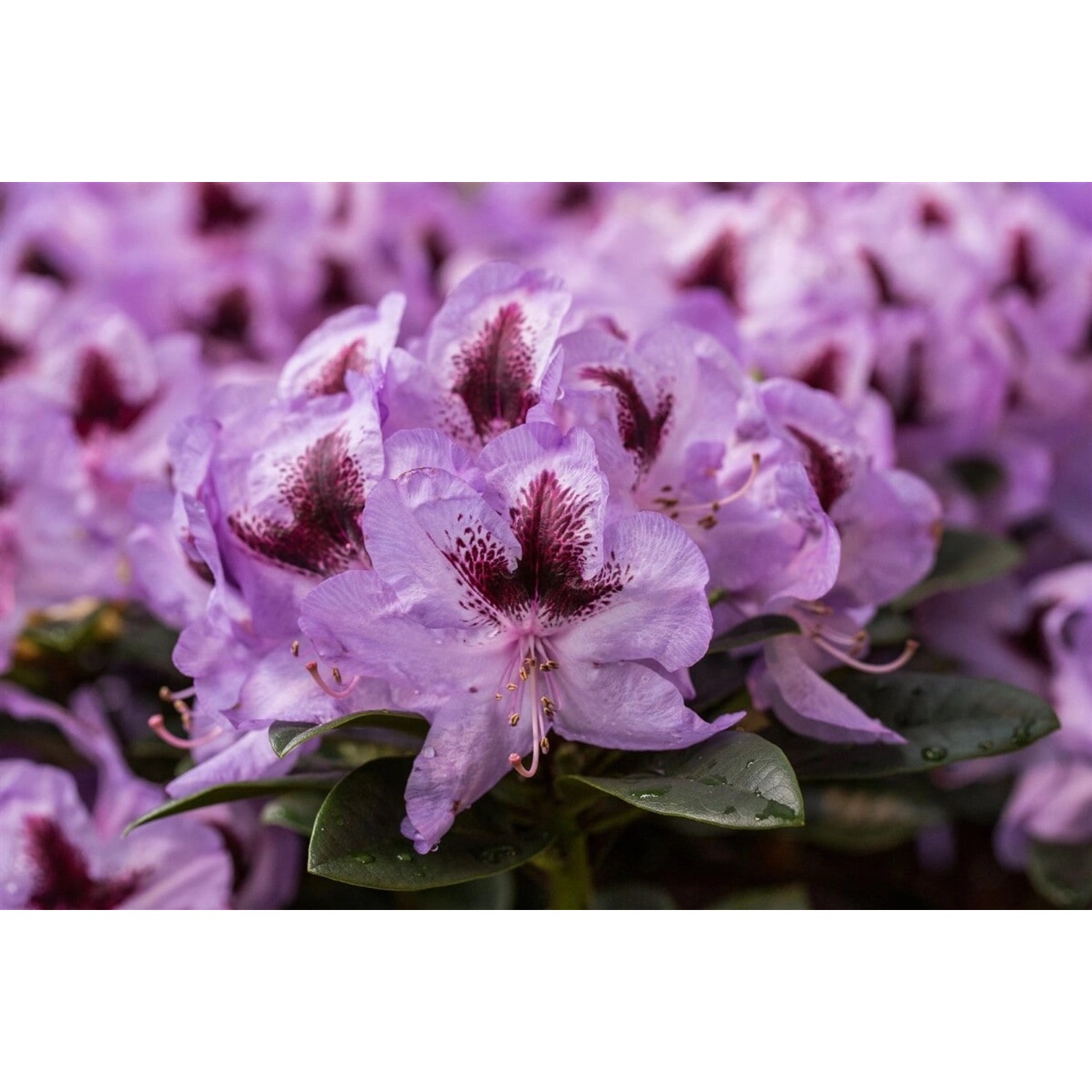 Rhododendron Hybr. Metallica Rhododendron 60–70 cm günstig online kaufen
