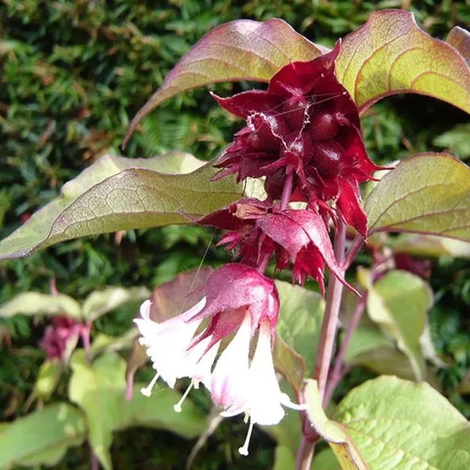 Leycesterie 'Purple Rain' Leycesteria formosa 40 bis 50 cm im Container Violette Beeren
