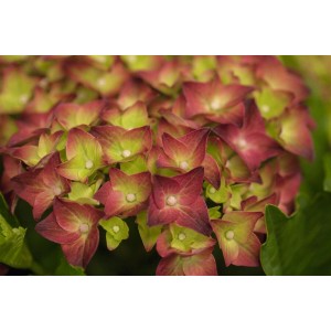 Nahaufnahme der Bauernhortensie 'Magical Sapphire' mit blau-rosa Blüten, Zimmerpflanze.