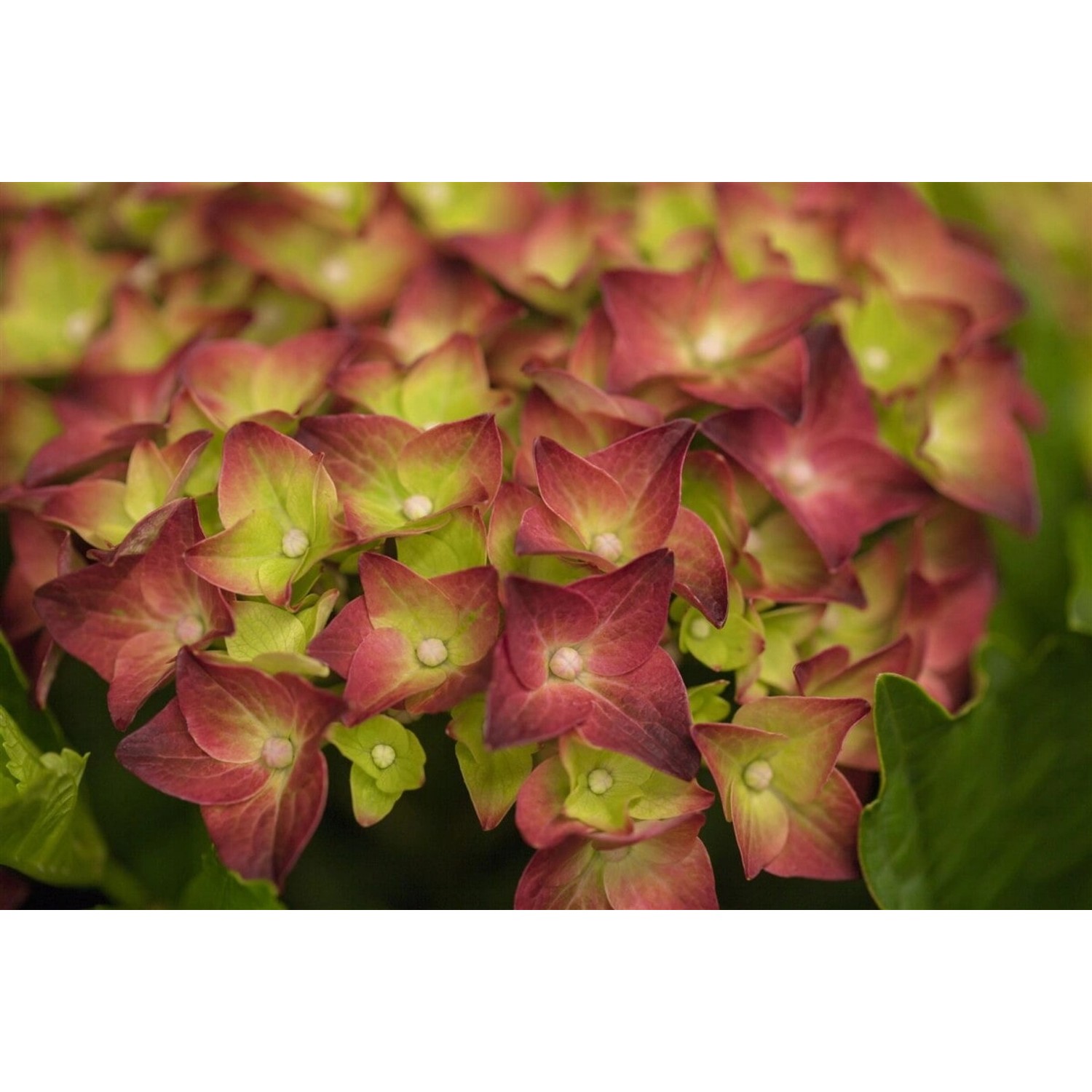 Hydrangea Macrophylla Bauernhortensie 'Magical Sapphire' 40-50 cm günstig online kaufen