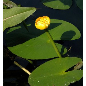Gelbe Blüte der Japanischen Seerose (Nuphar japonica) mit grünen Blättern im Wasser.