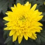 Nahaufnahme der leuchtend gelben Gartenchrysantheme 'Bienchen' im Topf.