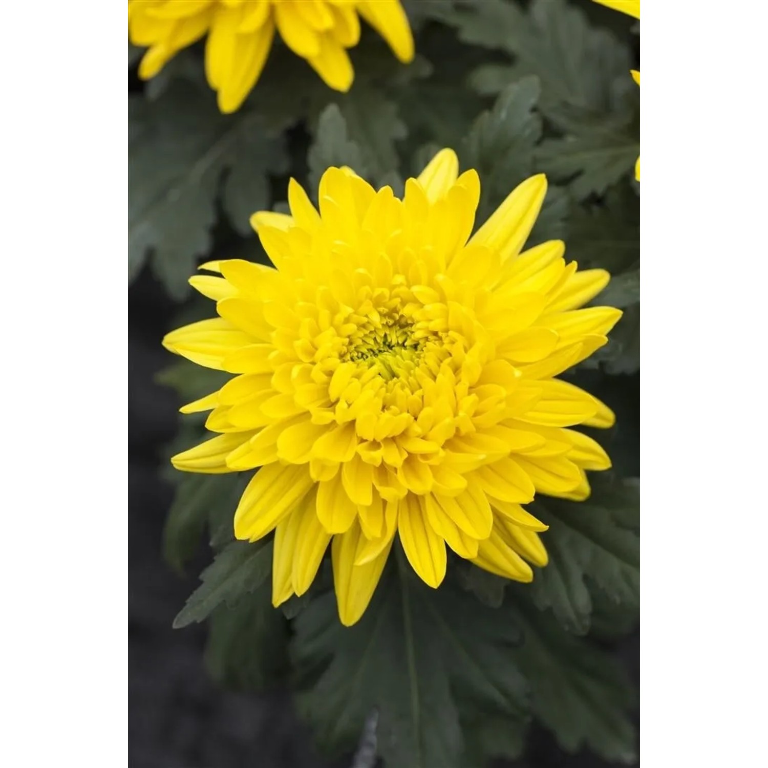 Nahaufnahme der leuchtend gelben Gartenchrysantheme 'Bienchen' im Topf.