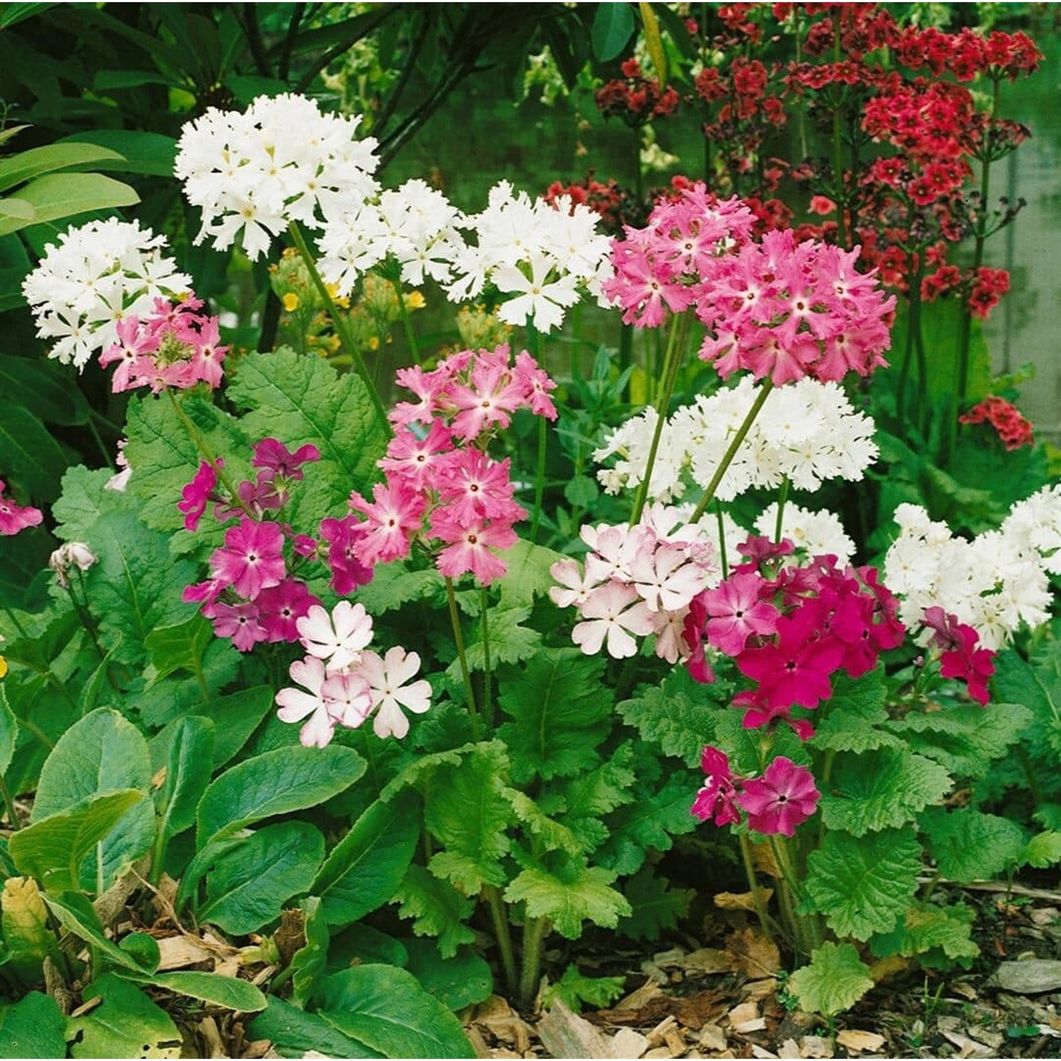 Primula Sieboldii Japanische Primel Ca. 9x9 cm Topf günstig online kaufen