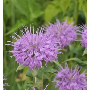 Nahaufnahme der lilafarbenen Blüte der Indianernessel 'Pummel' (Monarda fistulosa) im Garten.