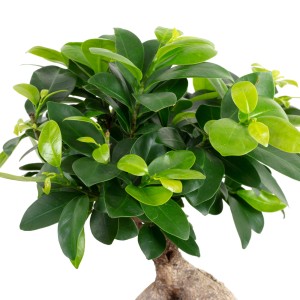 Chinesische Feige Bonsai (Ficus Ginseng) im Topf, ca. 35 cm hoch, grüne Blätter.
