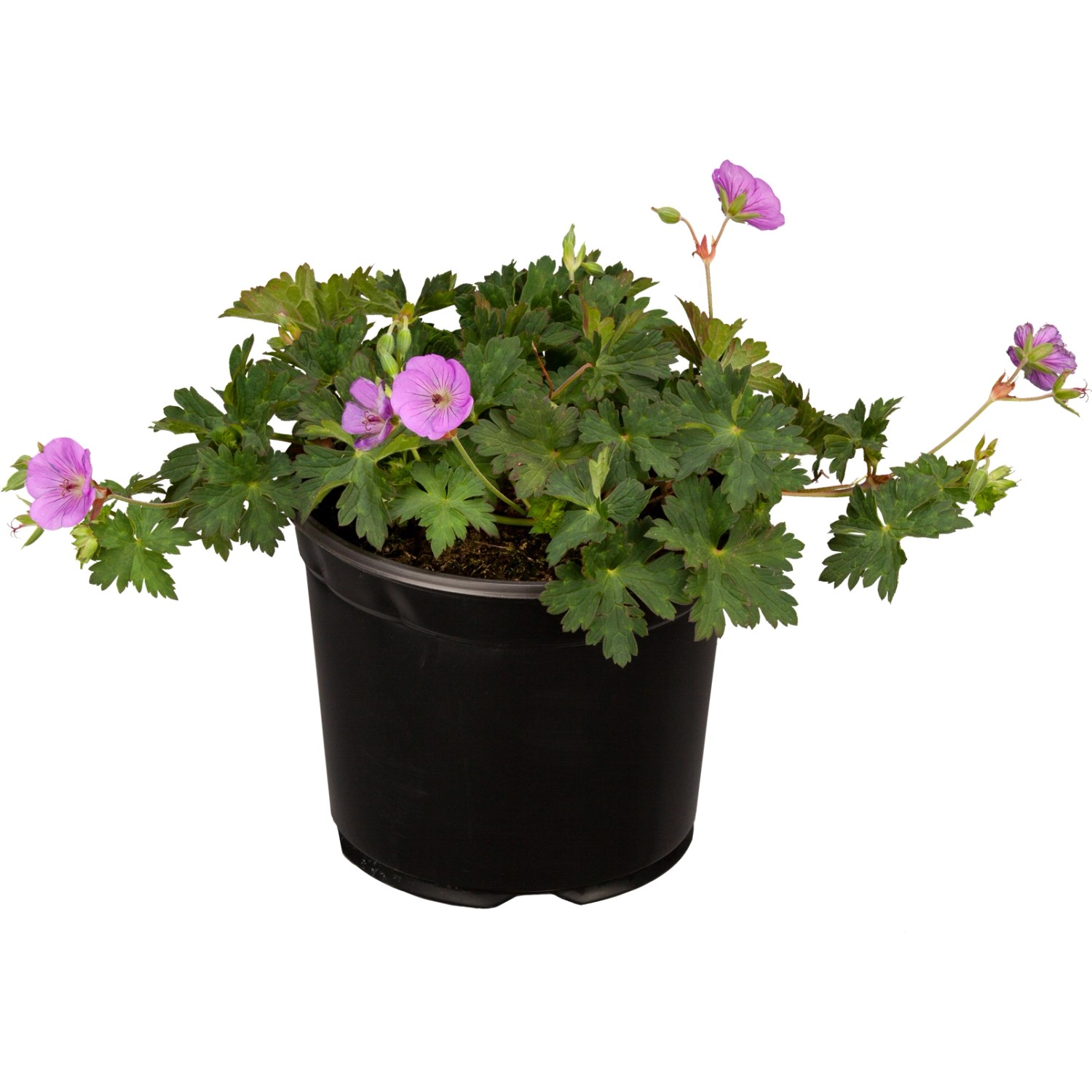 GROW by OBI Blutrote Storchschnabel ca. 10 20 cm Geranium sanguineum