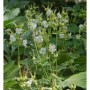 Balkanstorchschnabel White-Ness - Geranium macrorrhizum_2