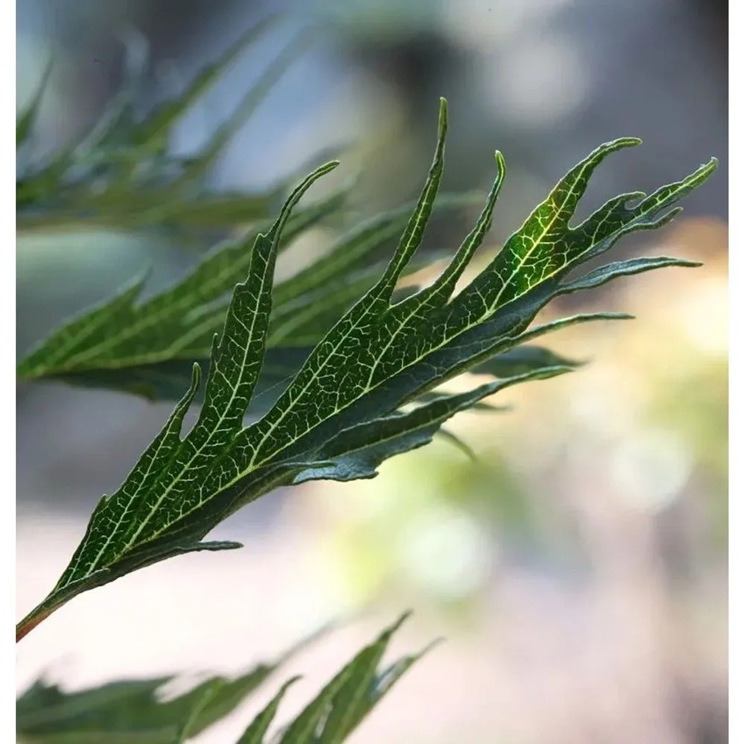 Hochstamm Roterle Imperialis 80-100cm - Alnus glutinosa