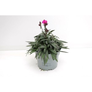 Nelken Dianthus car. im Topf, pinke Blüte, grüne Blätter. GROW by OBI Staude für Beet und Balkon.