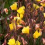 Leuchtend gelbe Nachtkerze (Oenothera Odorata) im Topf, eine blühende Zimmerpflanze.
