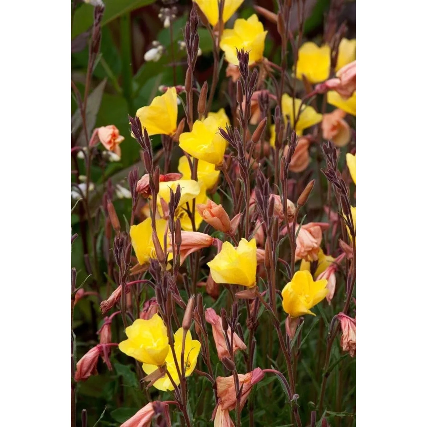 Leuchtend gelbe Nachtkerze (Oenothera Odorata) im Topf, eine blühende Zimmerpflanze.