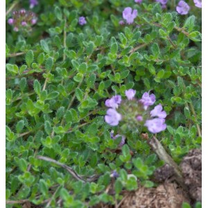 Teppich Thymian Duftkissen - Thymus cherlerioides