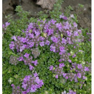 Teppich Thymian - Thymus praecox