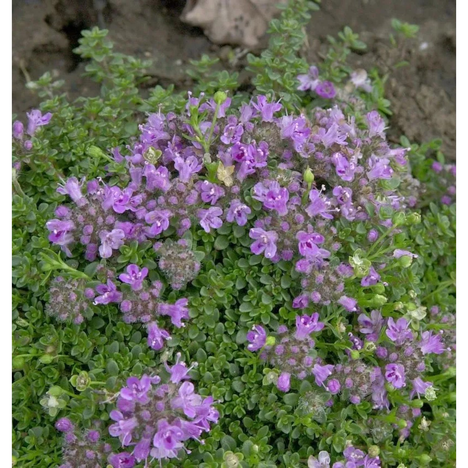 Teppich Thymian - Thymus praecox